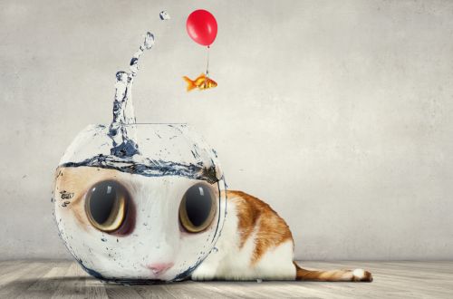 Twój kot zna się na fizyce lepiej niż Ty. Przyjrzyj się, jak pije wodę.