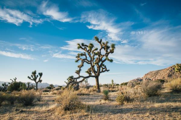 desert landscape 1149773 1280